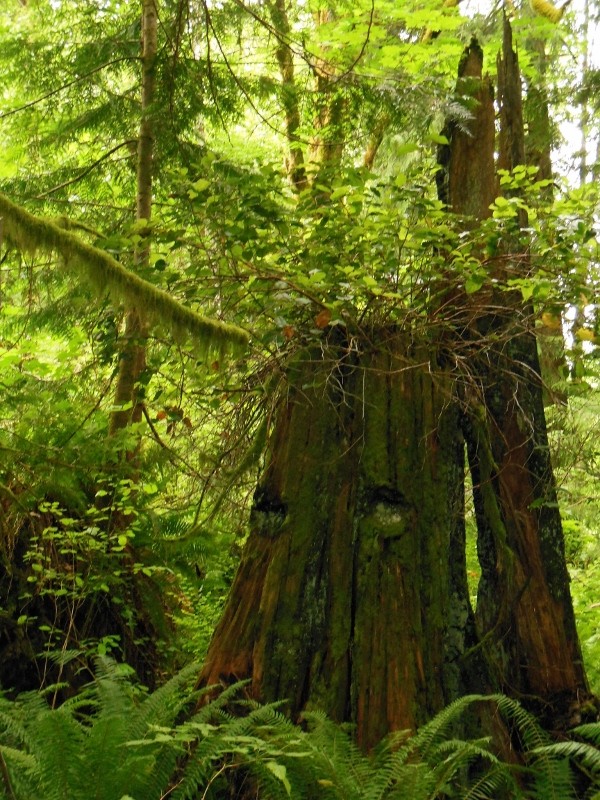 Panorama 11 (800x600)