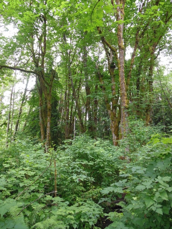 Panorama 2 (800x600) (2)