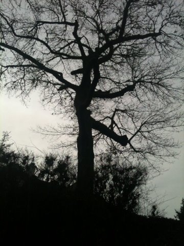 dark tree