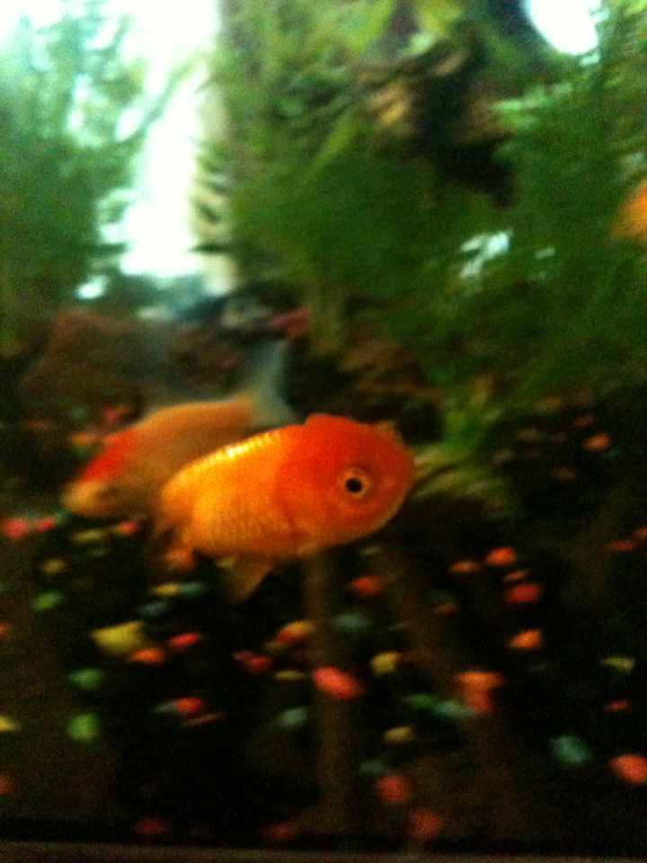 image_1355266141291653